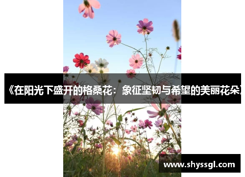 《在阳光下盛开的格桑花：象征坚韧与希望的美丽花朵》